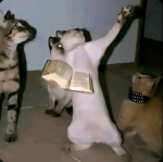 THE CATSS FAMILYY