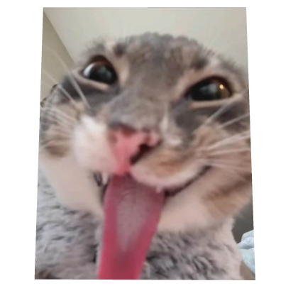 Funny Cat Meme Cape