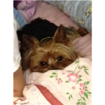Yorkie Fans Group