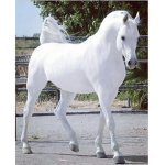 Evergreen fields equestrian center role horse peps