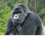 The gorilla 1
