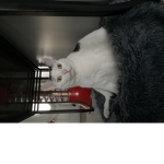 Mew mew the cat, (she will make you happy)