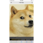 Doge ###### gang gang