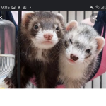 Ferret army.