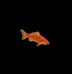 Fish mint
