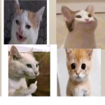 GATOS plz