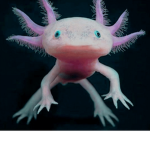 Axelloto