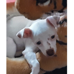 PuppyDogz