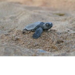team turtle is awsome