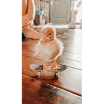 The Cute Ducky
