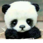 Please save the pandas