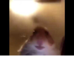 A Hamster Group