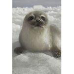 Da Seal Crew