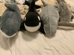 whale and shark studios