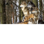 The Wolves from Alaska