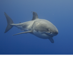 gaming with shark fan group