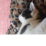 Cat fans group kitty