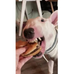Trippy walter