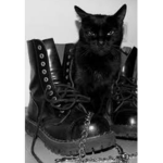 The black Catzz