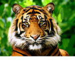 Tiger Clan Bedwars