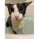 Soggy Cat Central