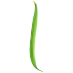 String Bean Army