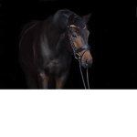 Stardark choclate