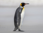 The penguin and bacon gods