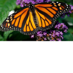 $Monarch~Beautiess$
