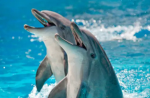 dolphin presentations