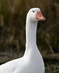 GOOSE???