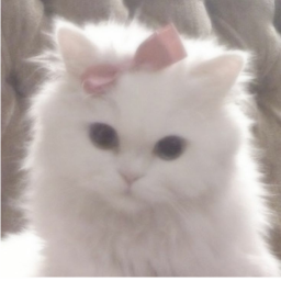 ♡⊹.* choqutie