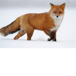 The foxes warriors
