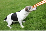 The Lazer Dogs