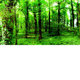 Forest 3rd person battle royale