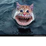 shark=cat