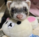 komokeen