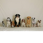 Dogs on the roll