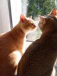 Sadie und Milow die besten Katzen
