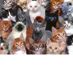 fluffy cat fan group cats are soo cute
