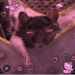 LE GANS DES RATS