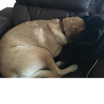 Dj’s doggo dog house