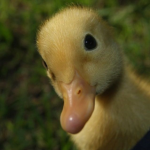 The_Duckies!