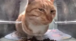 Grim Cat Studios