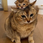 cat ugc store