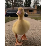 Peep nation peeps 0nly