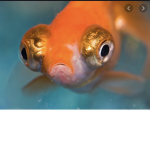The Chill Fish cult