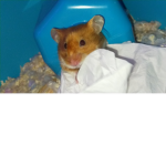 Ellabellaaa