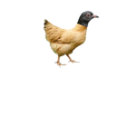 Silly Goose's