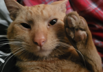 Carlosgus14 here is group is about love cats crew